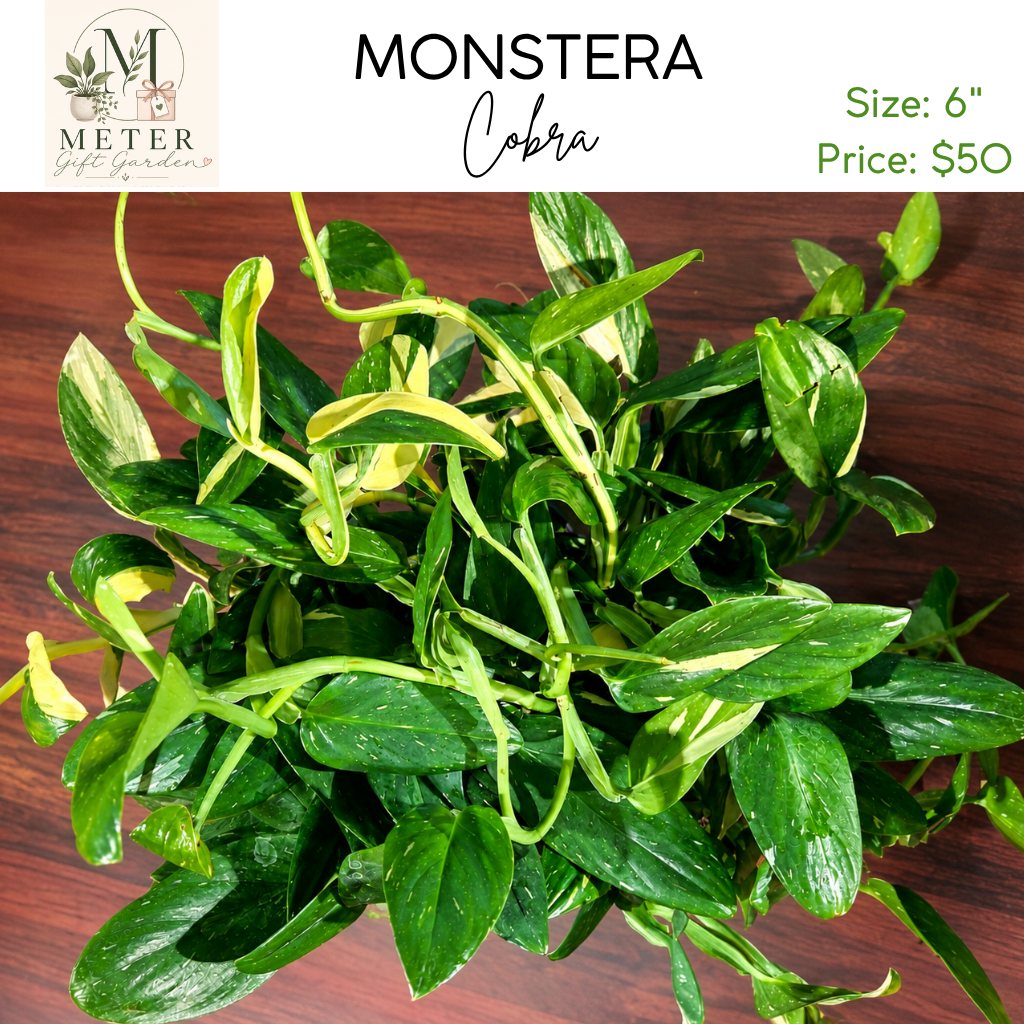 6"   Monstera Cobra