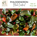 4"   Philodendron Black Cardinal