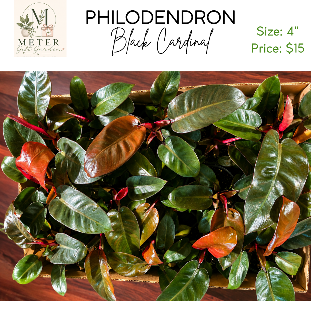 4"   Philodendron Black Cardinal