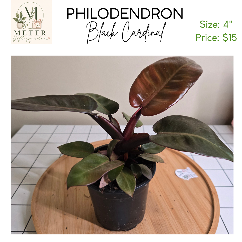 4"   Philodendron Black Cardinal