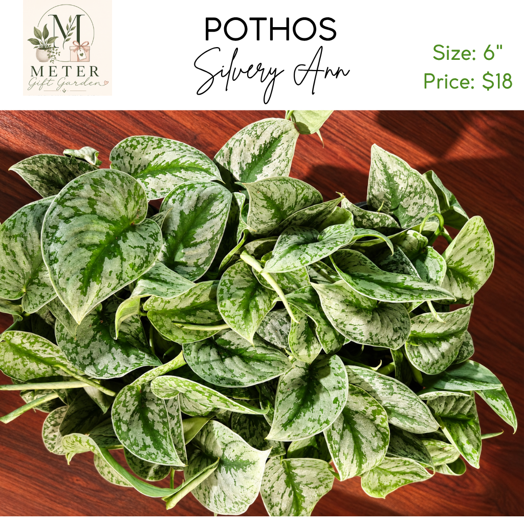 6"   Pothos Silvery Ann