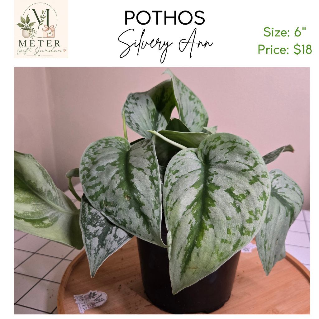 6"   Pothos Silvery Ann
