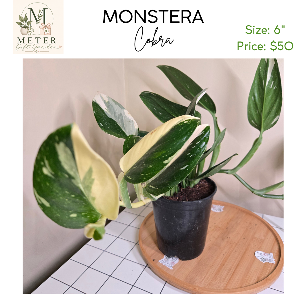 6"   Monstera Cobra