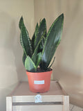 6" Sansevieria Starry Sky