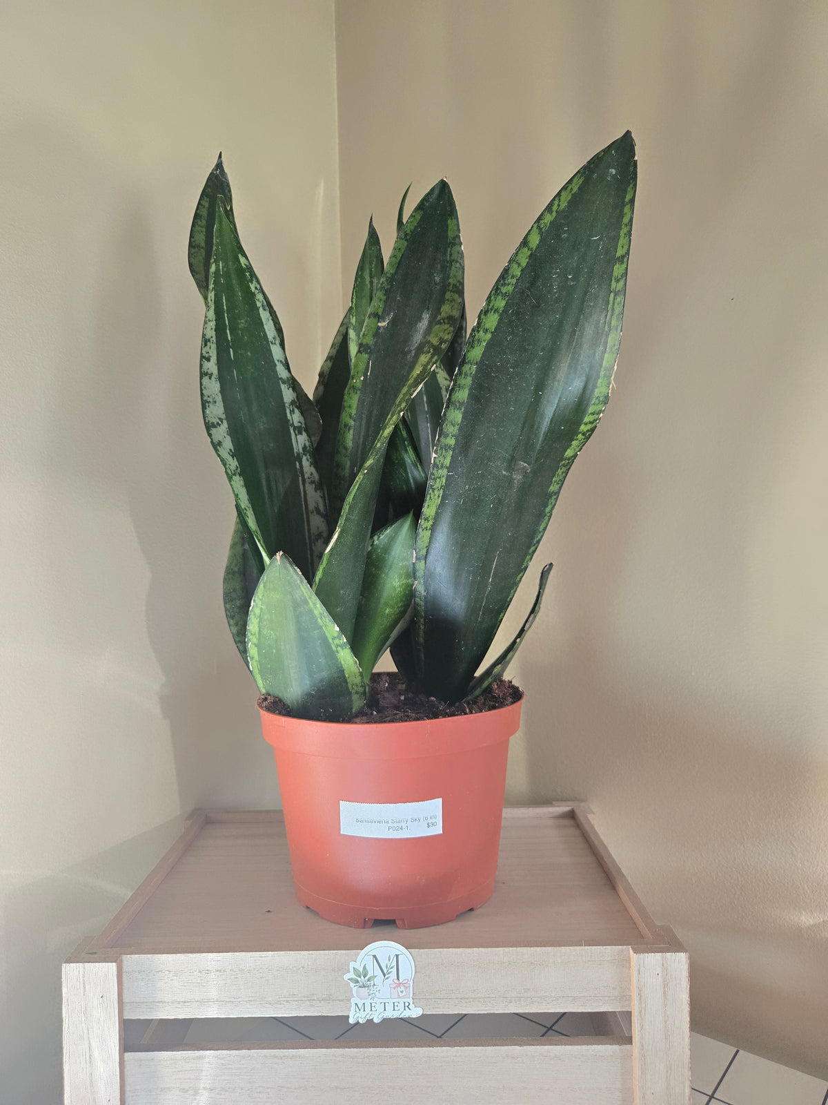6" Sansevieria Starry Sky