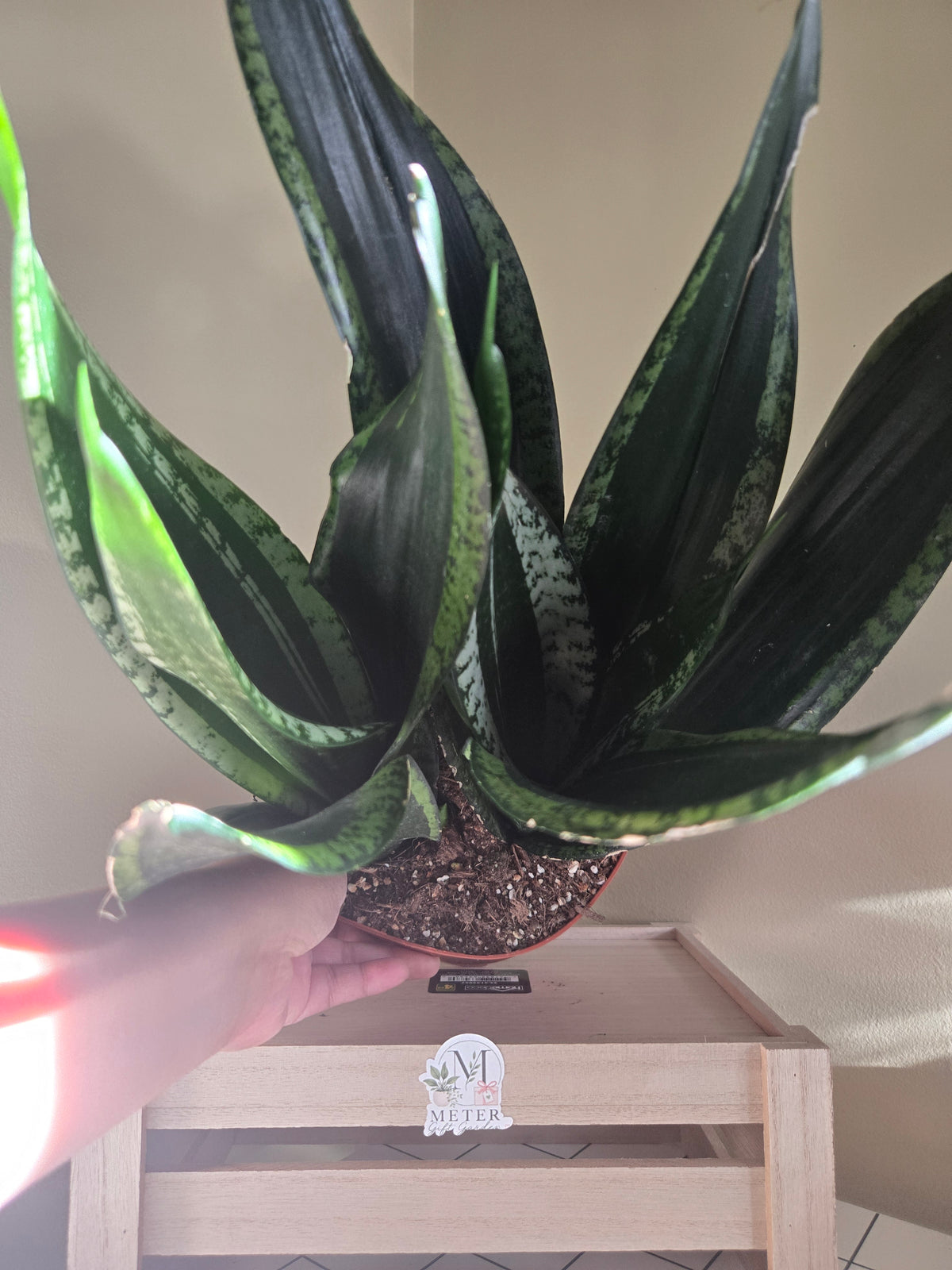 6" Sansevieria Starry Sky