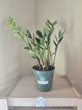 4" Zamicro Dwarf (ZZ Plant)