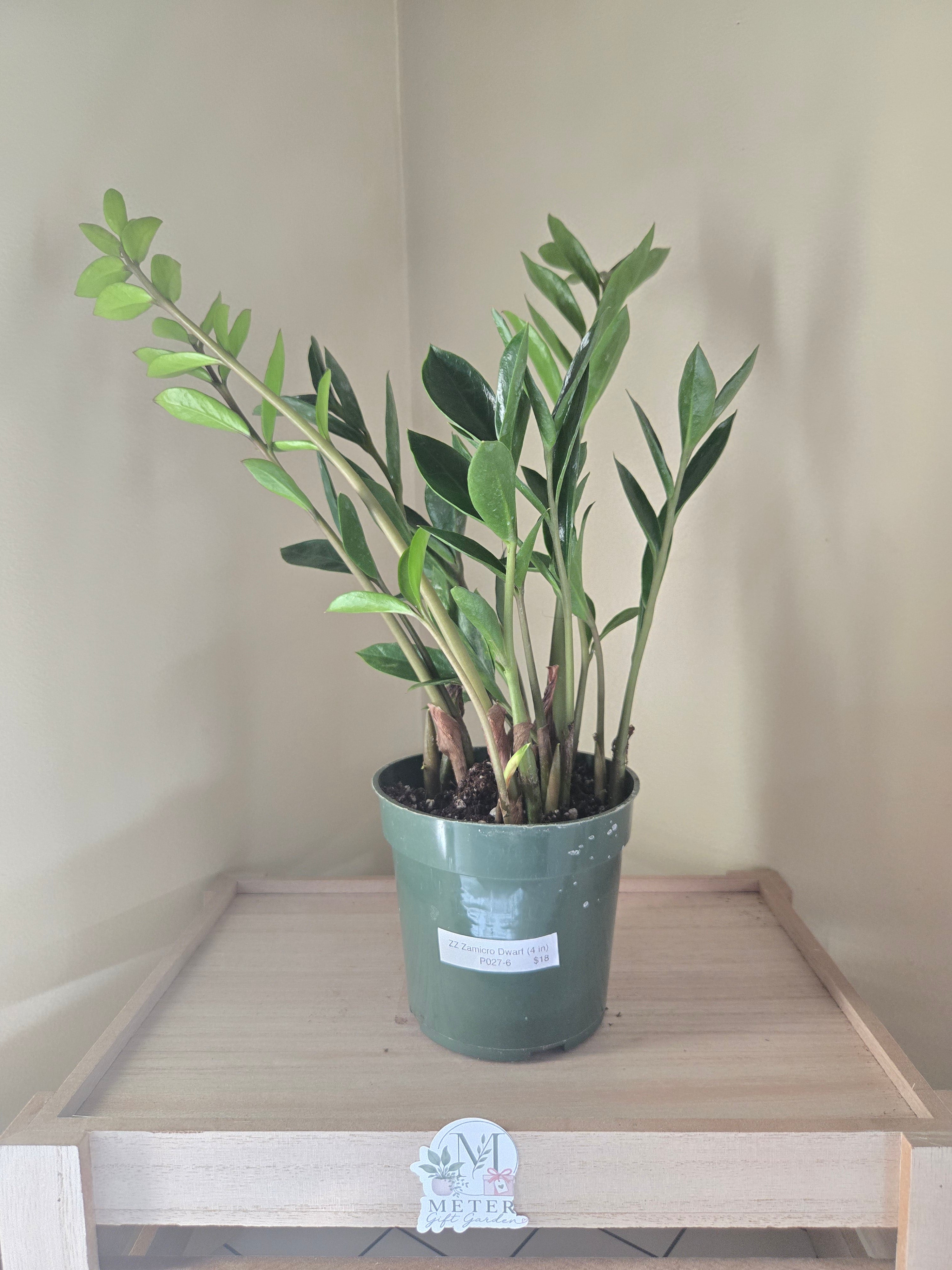 4" Zamicro Dwarf (ZZ Plant)