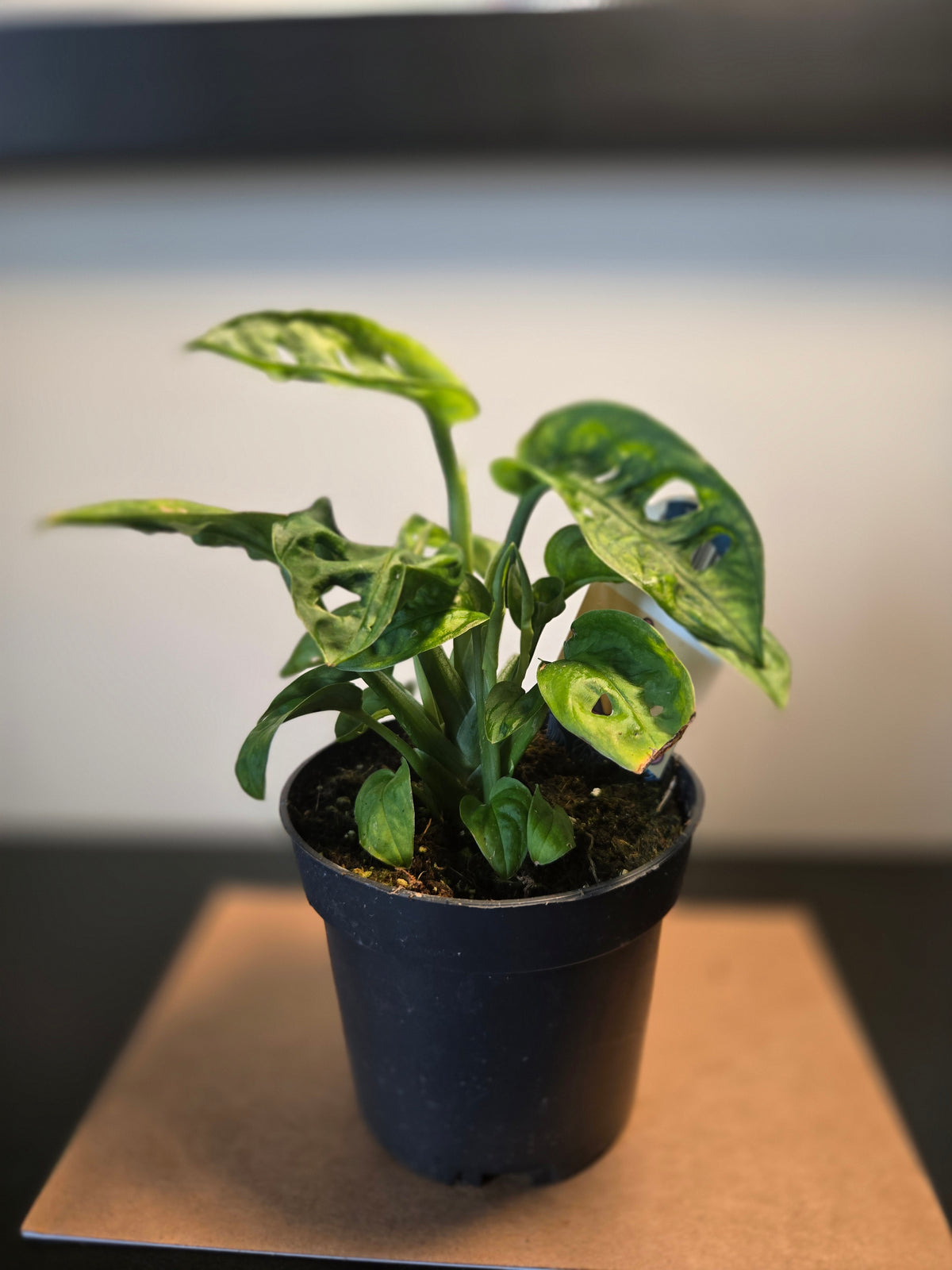 4" Monstera Adonsonii