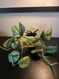 4" Silvery Ann Pothos