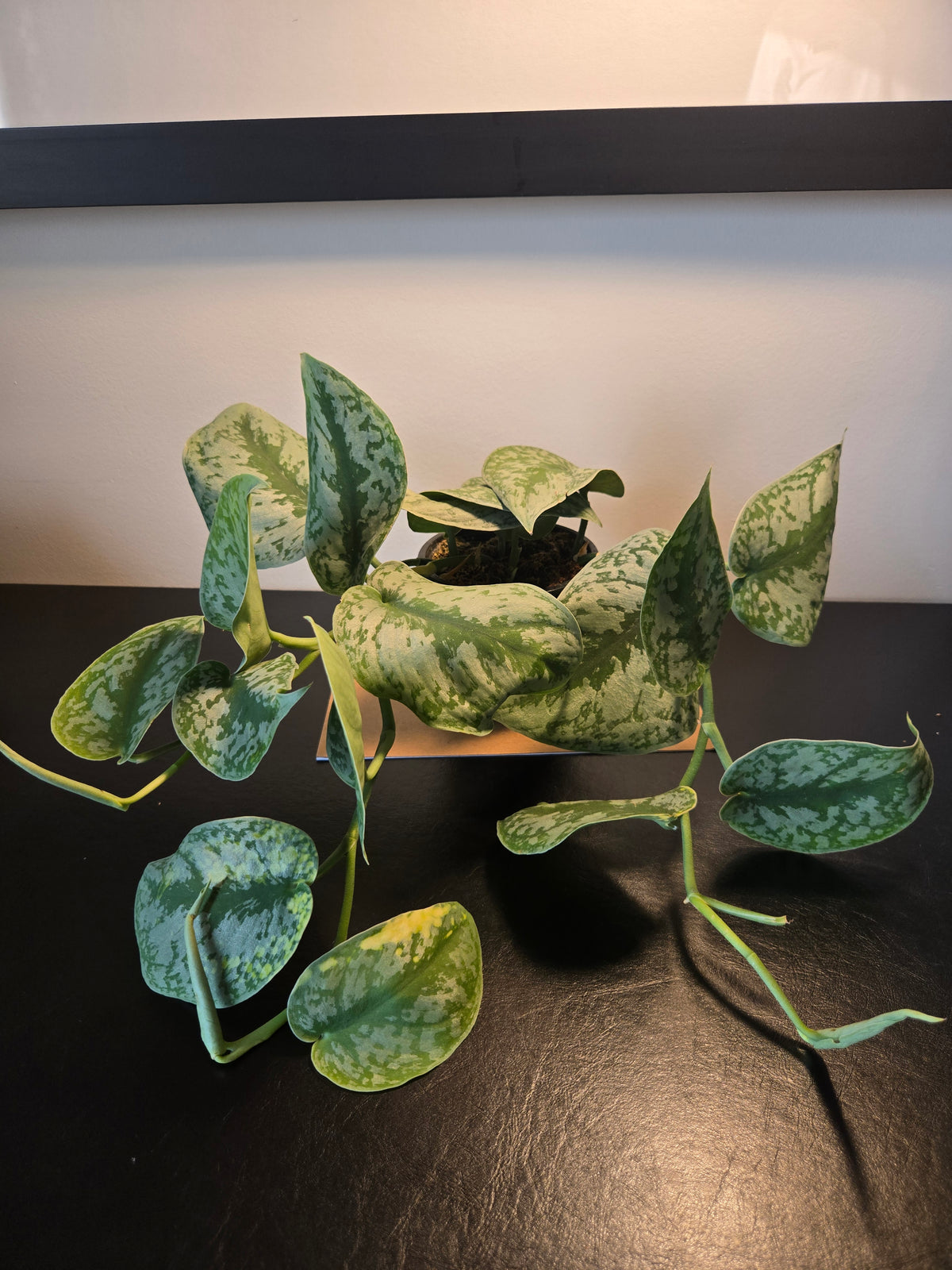 4" Silvery Ann Pothos