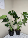 6" Monstera Split Leaf