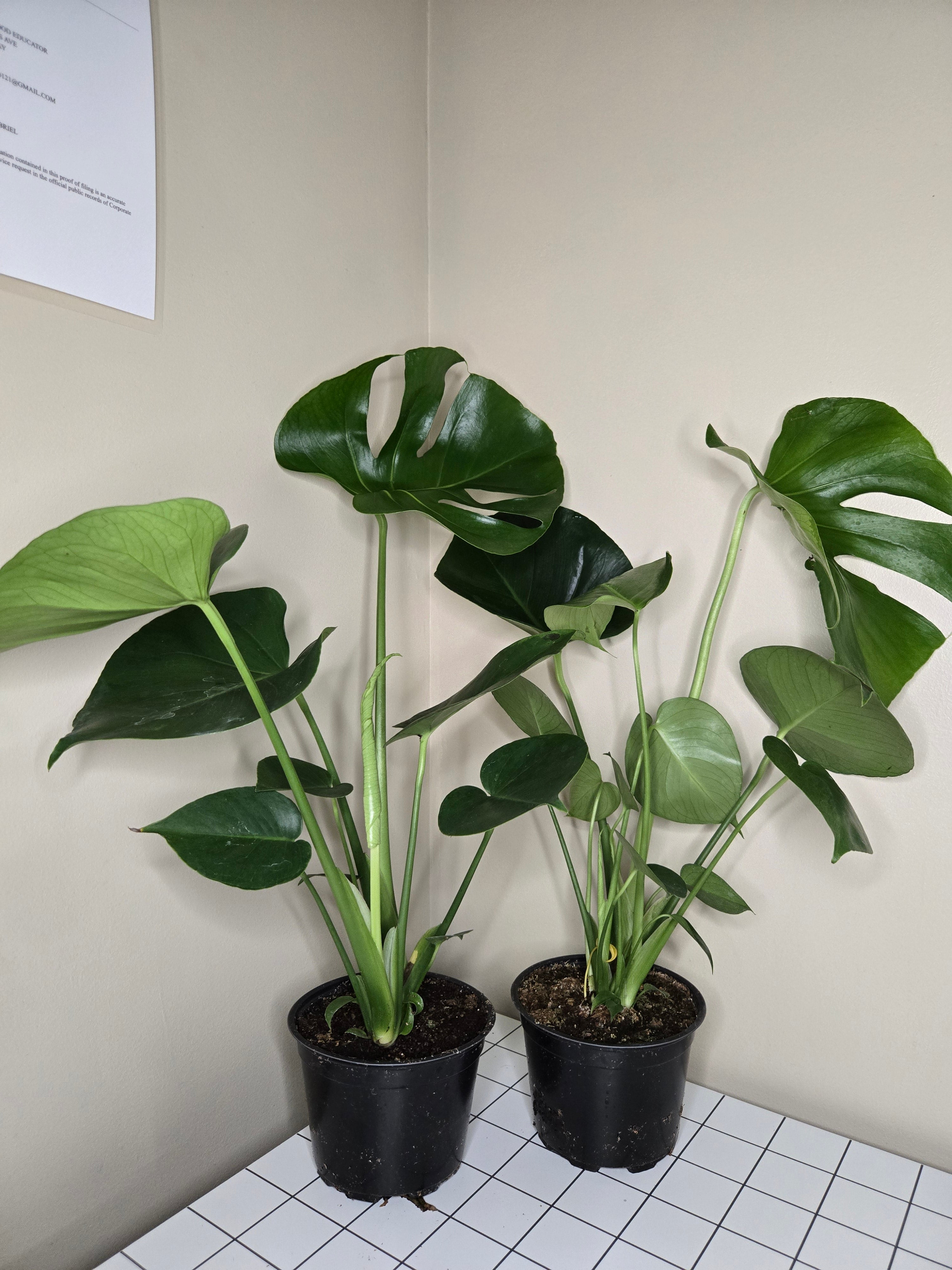 6" Monstera Split Leaf