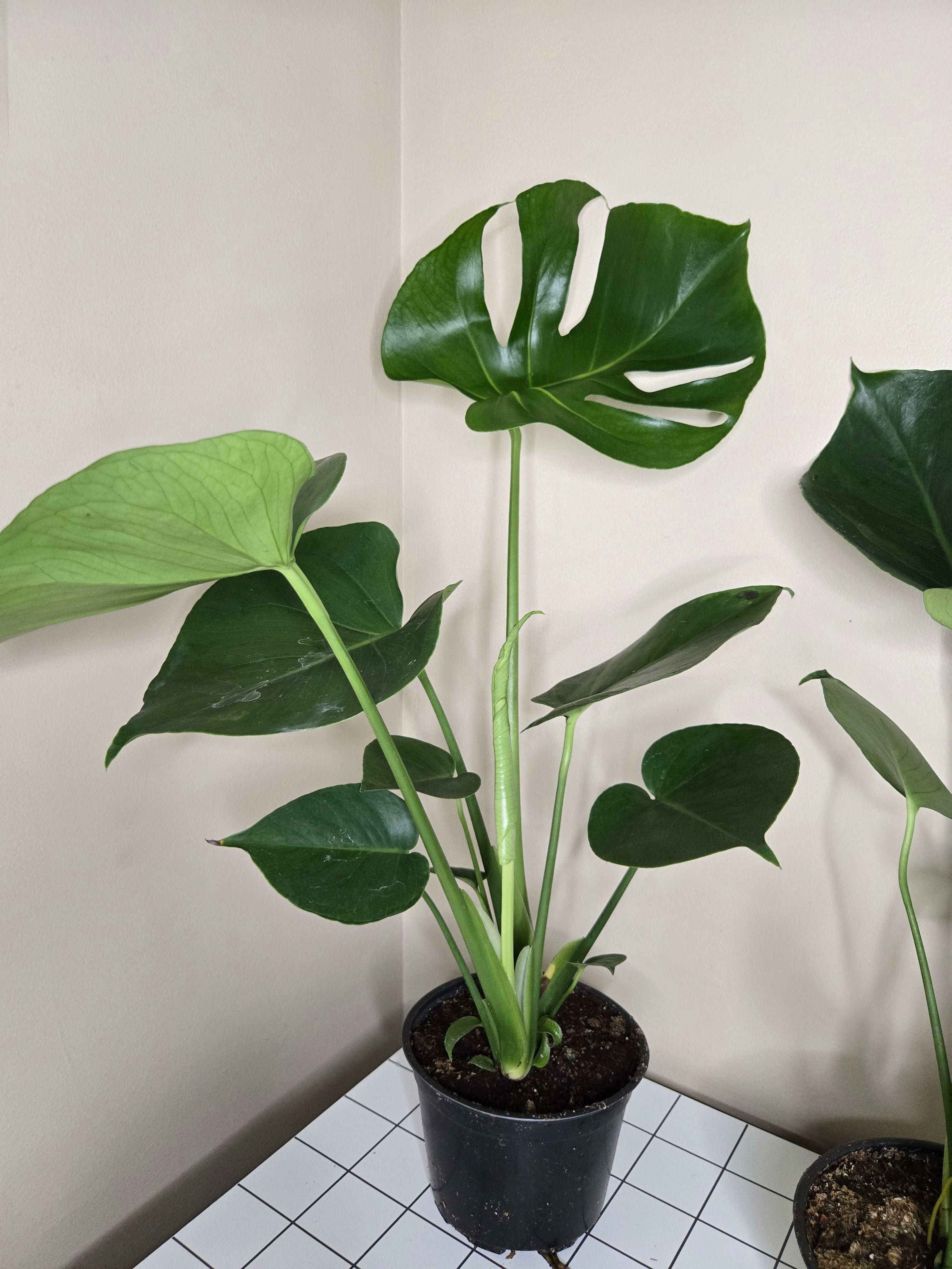 6" Monstera Split Leaf