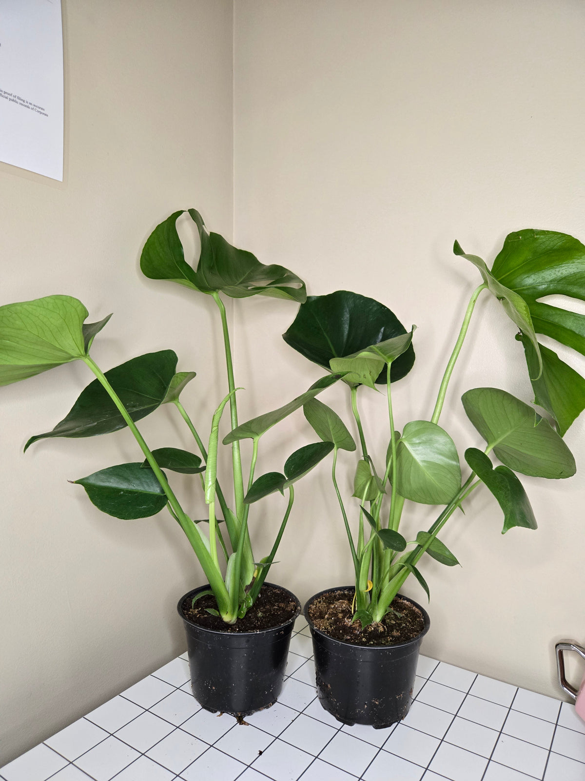 6" Monstera Split Leaf