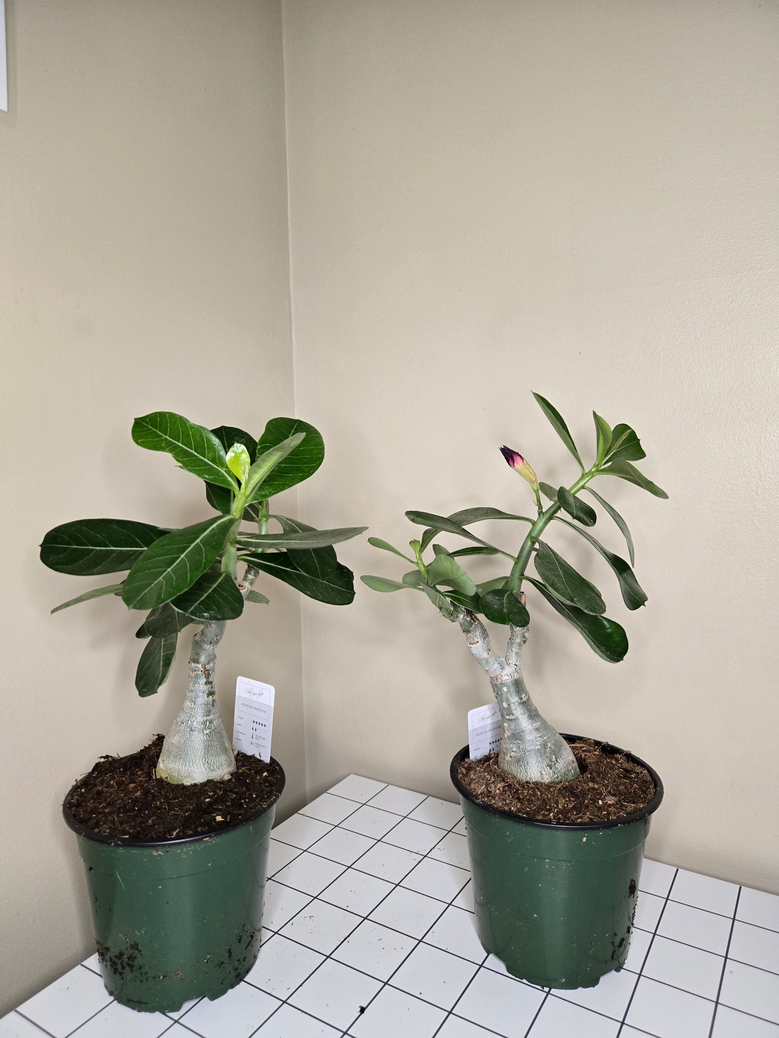6" Desert Rose