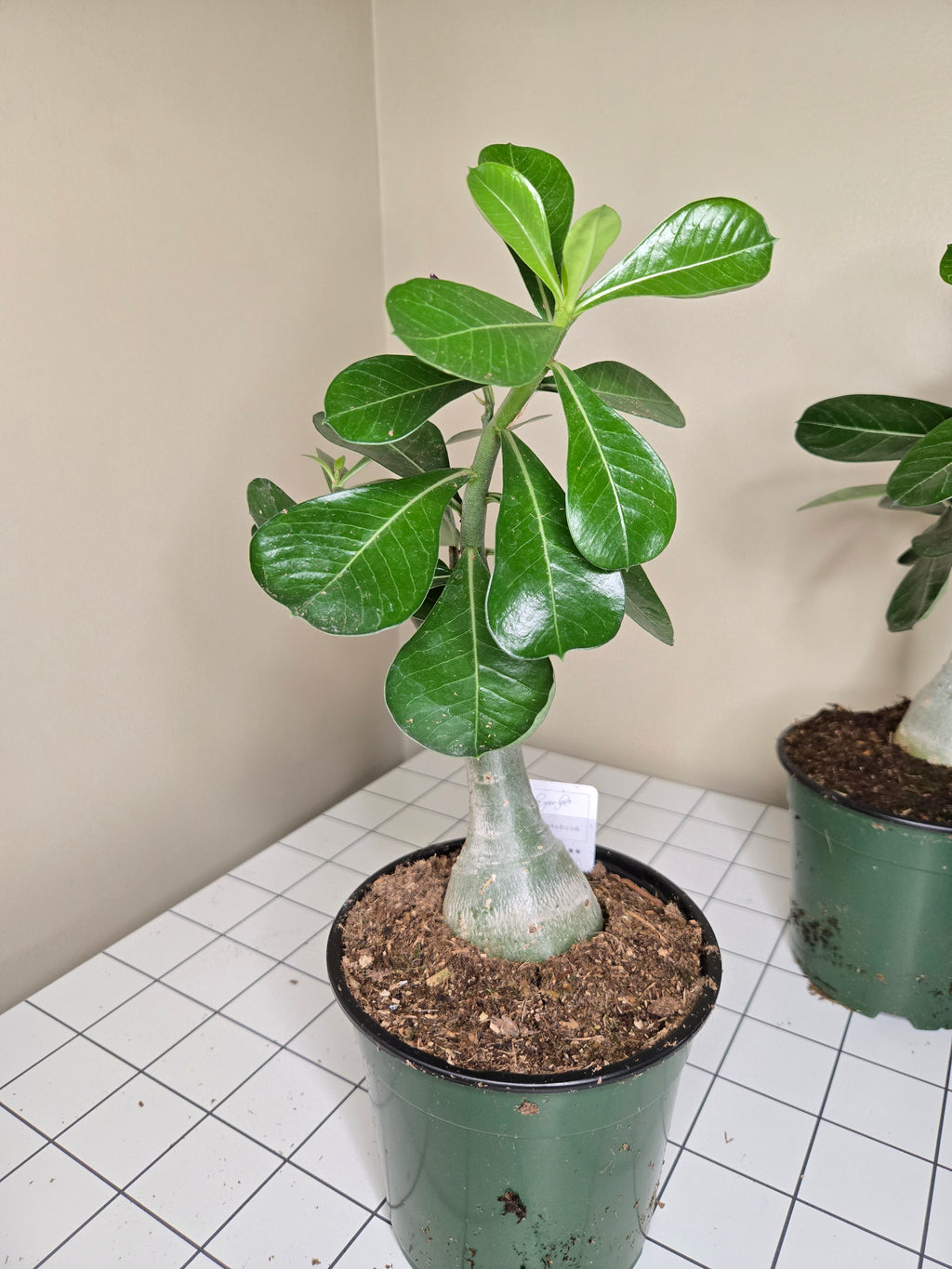 6" Desert Rose
