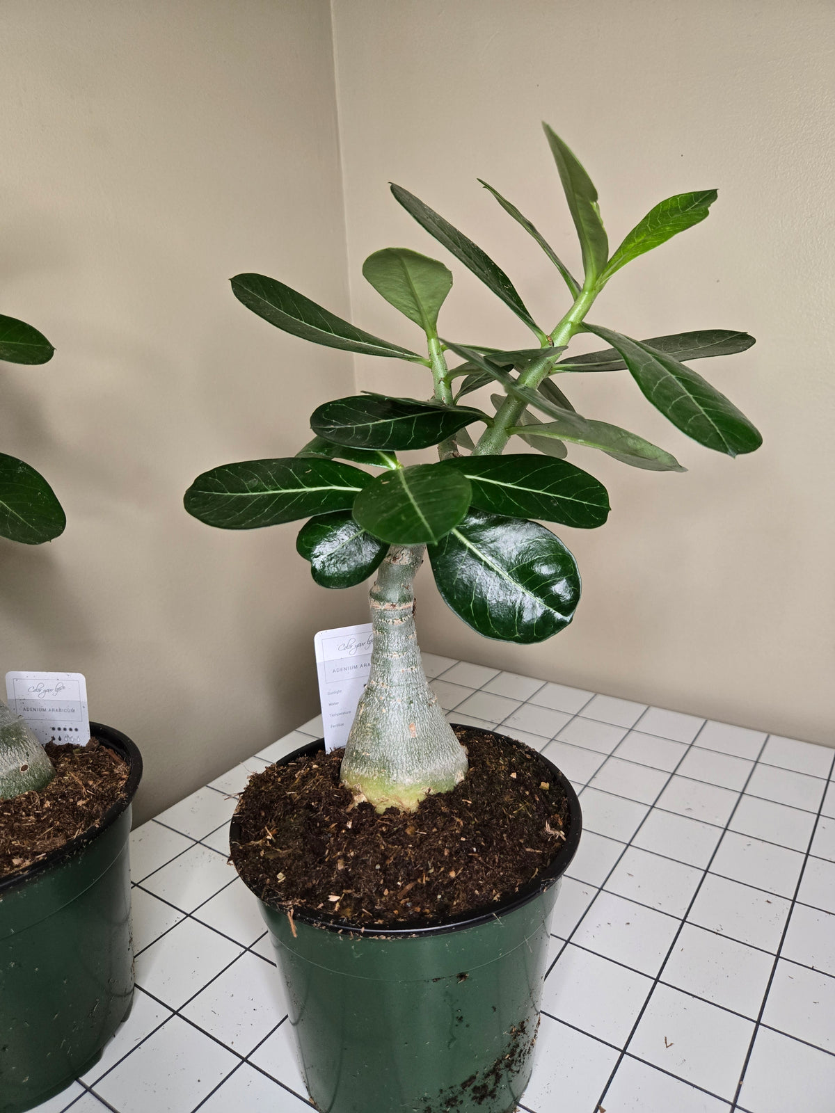 6" Desert Rose