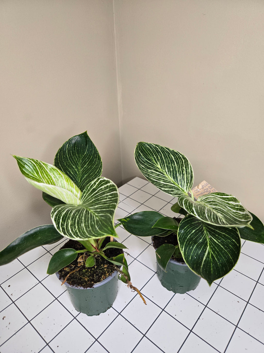 4" Philodendron Birkin