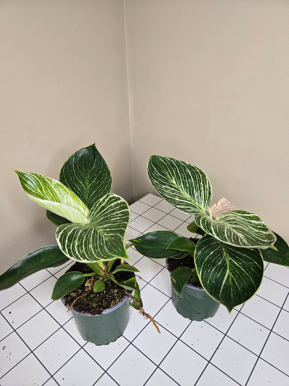 4" Philodendron Birkin
