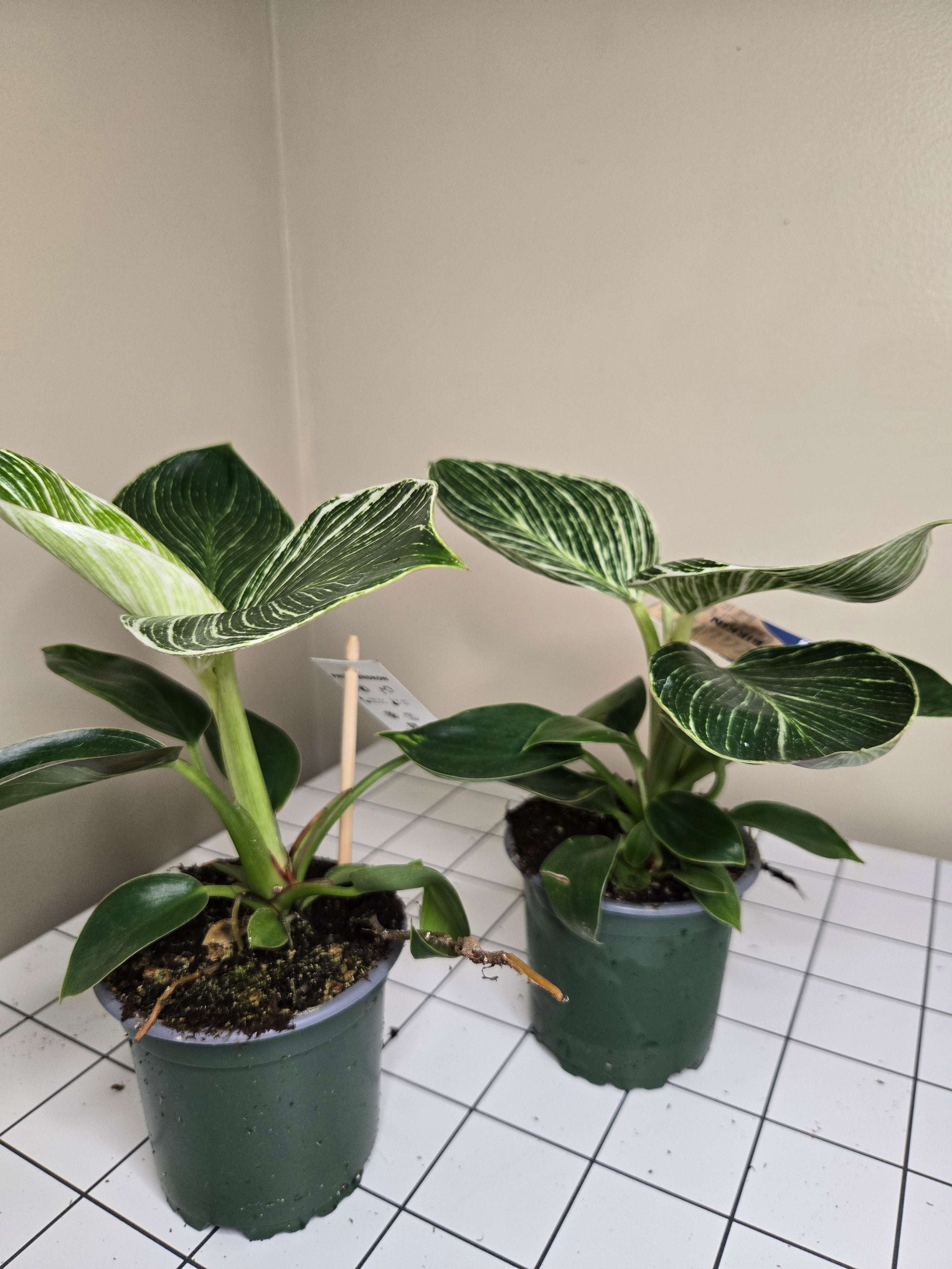 4" Philodendron Birkin