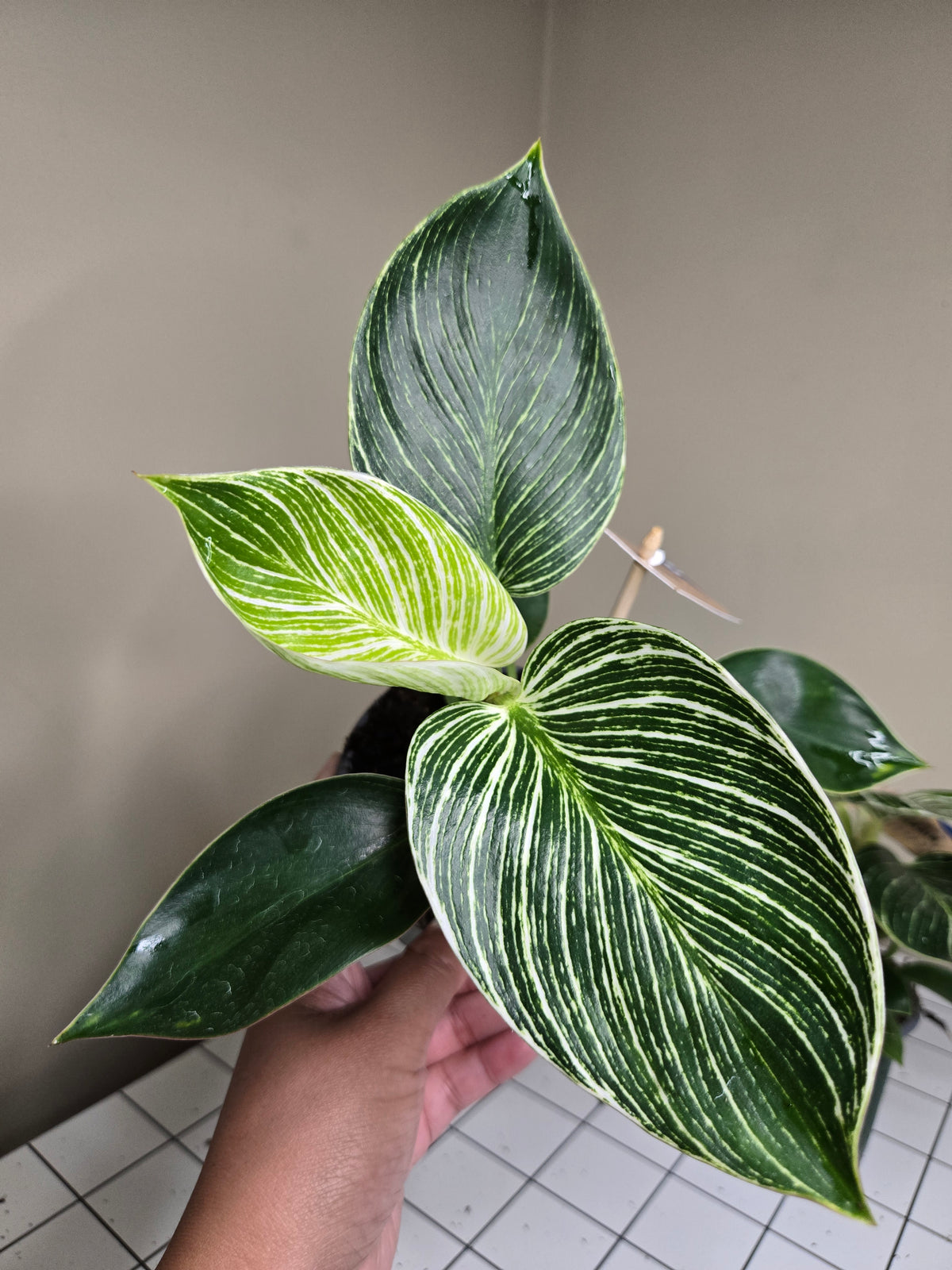 4" Philodendron Birkin