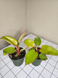 4" Philodendron Mars