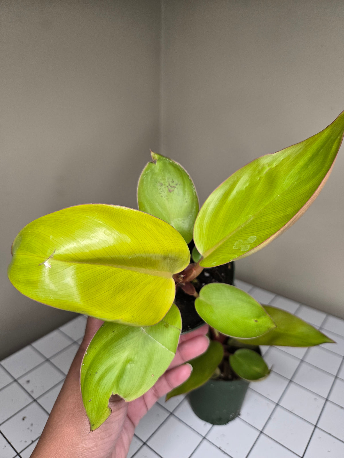 4" Philodendron Mars