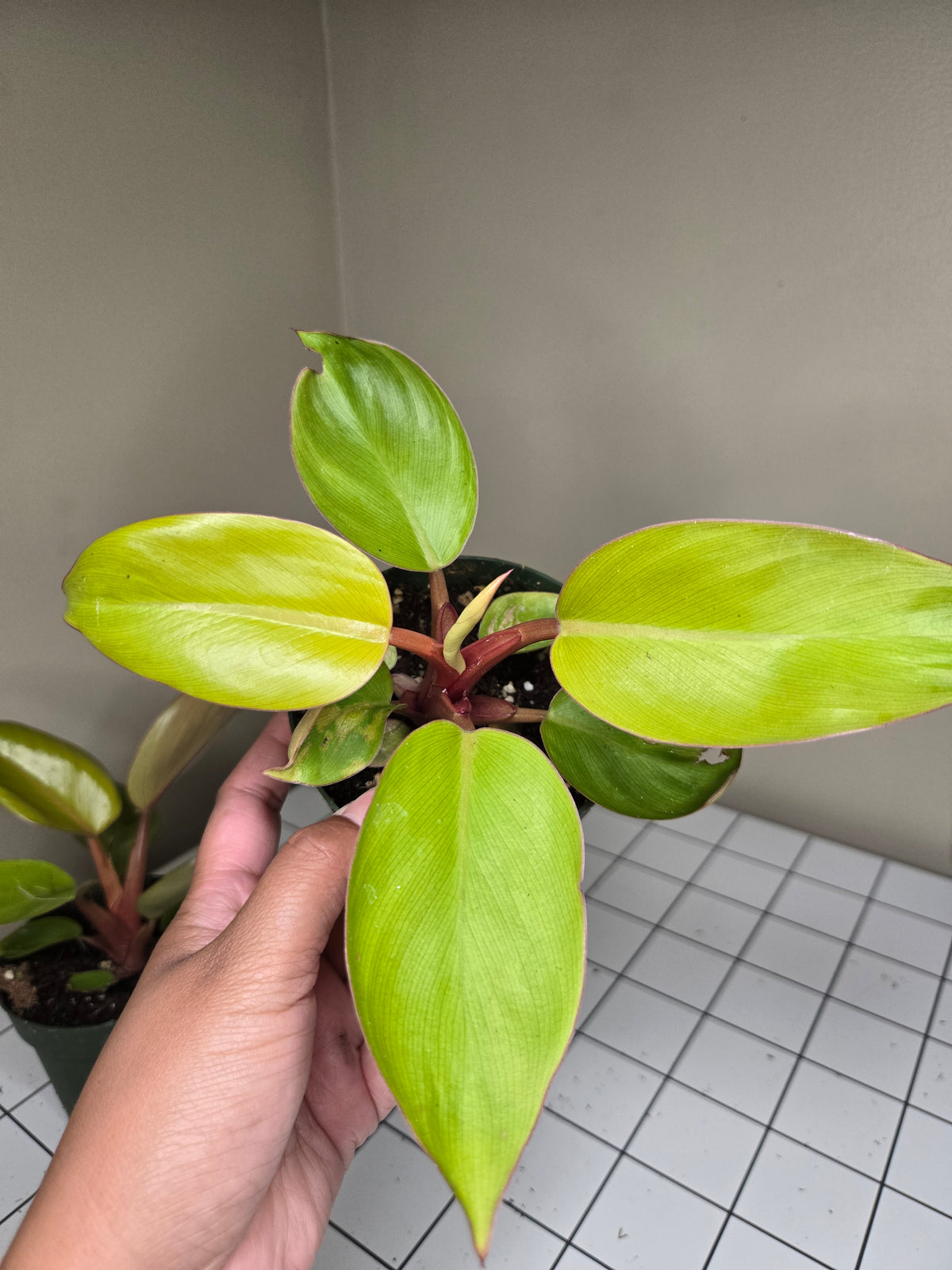 4" Philodendron Mars