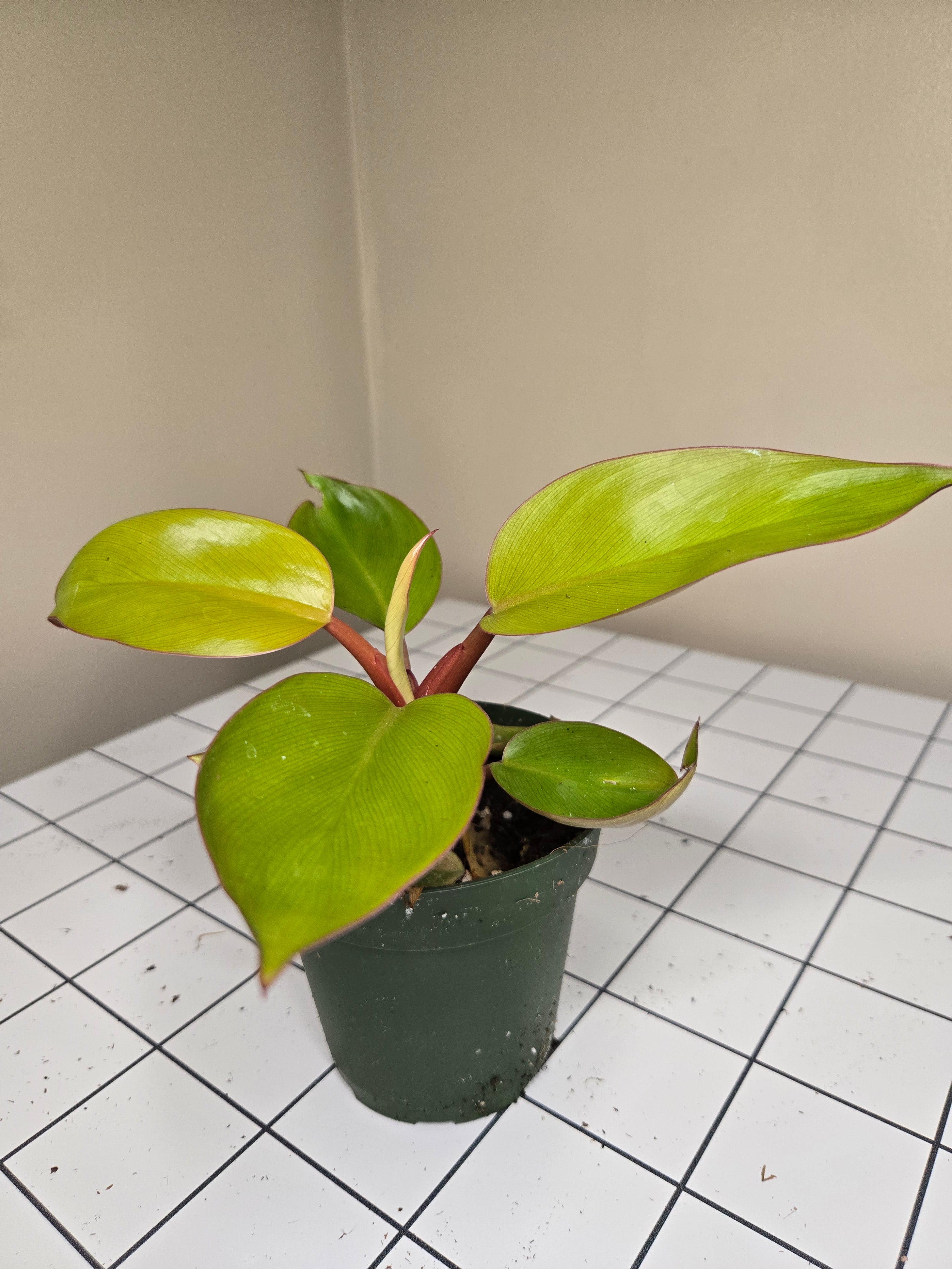 4" Philodendron Mars