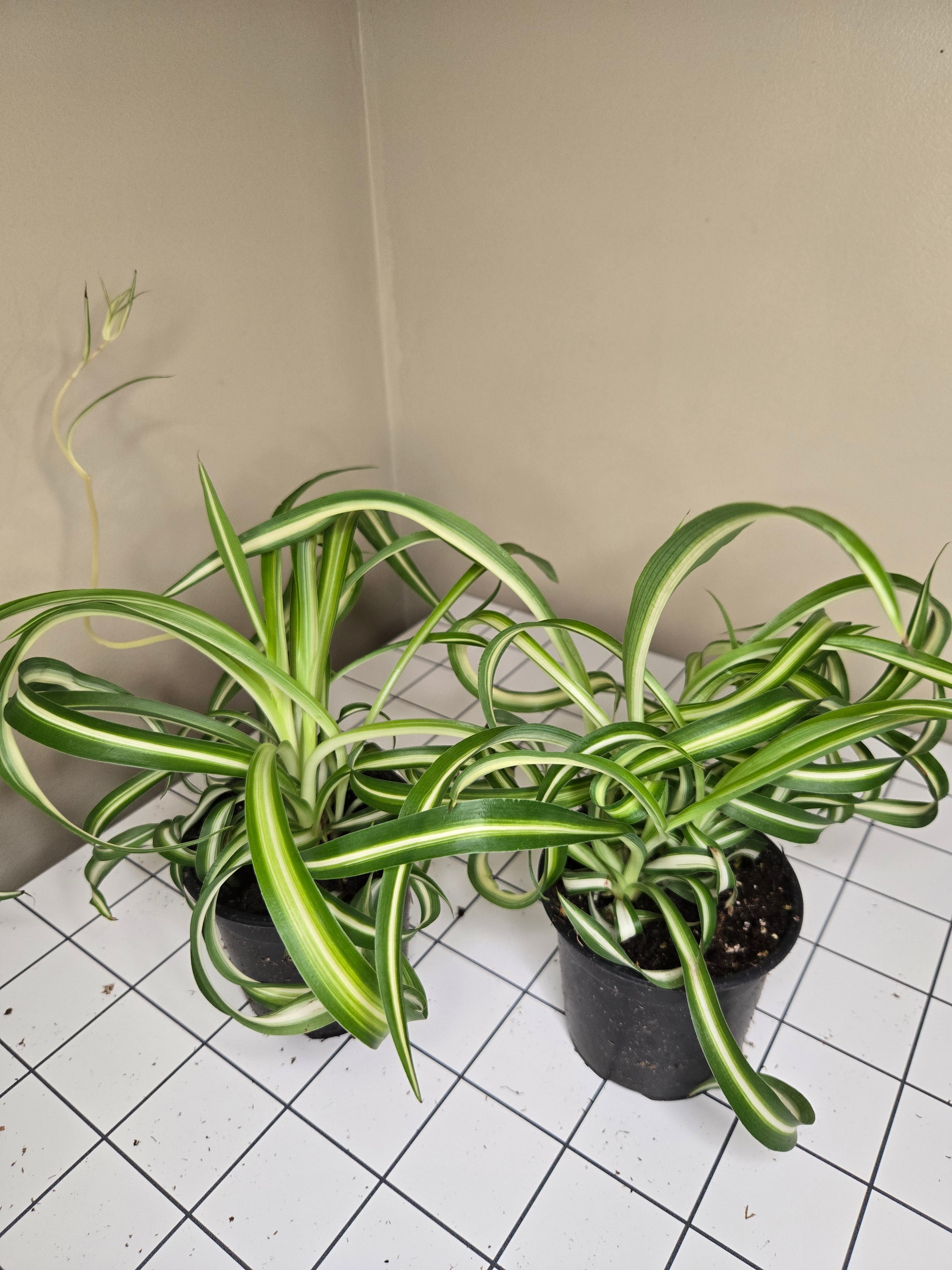 4" Spider Curly
