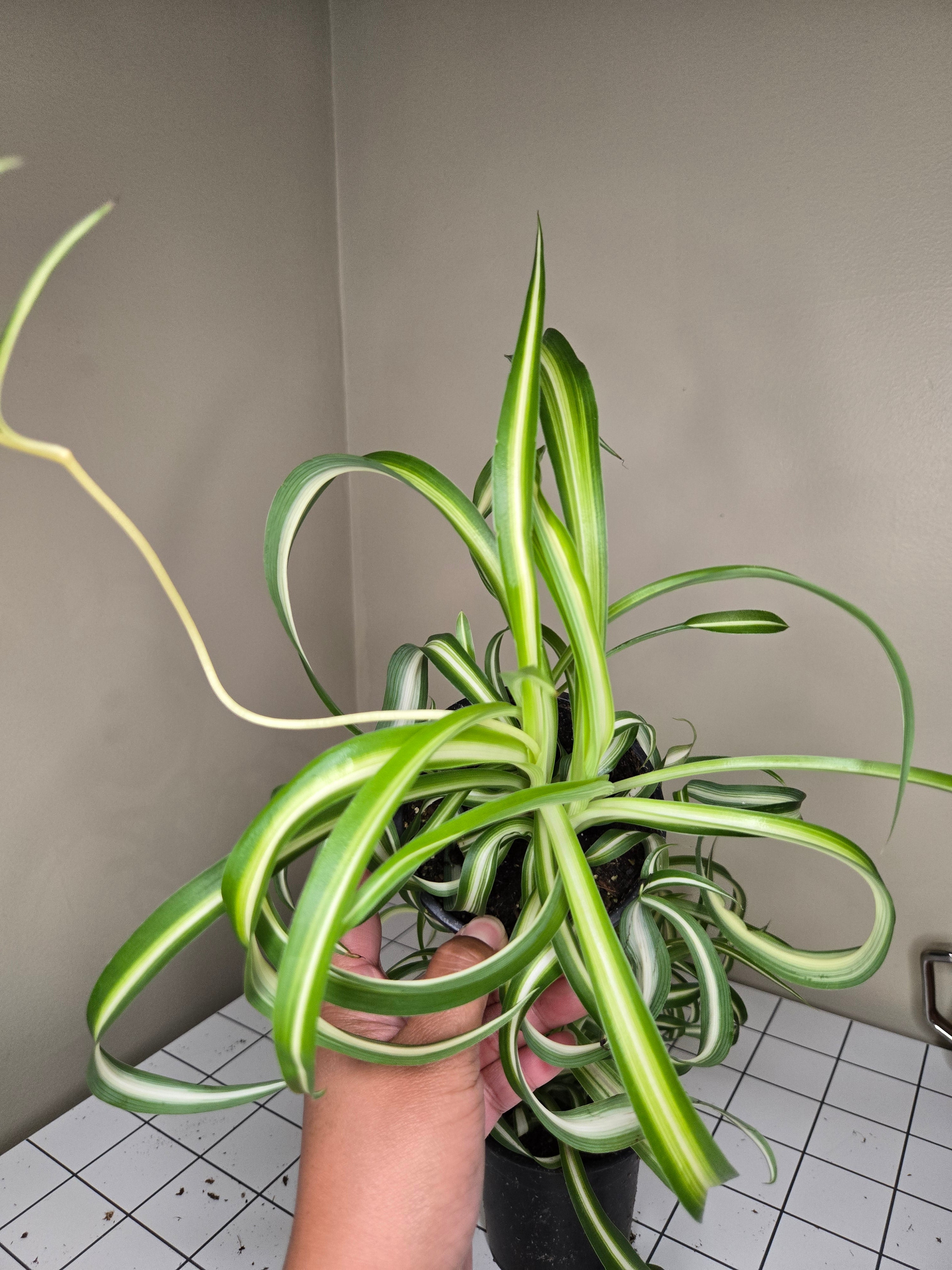 4" Spider Curly