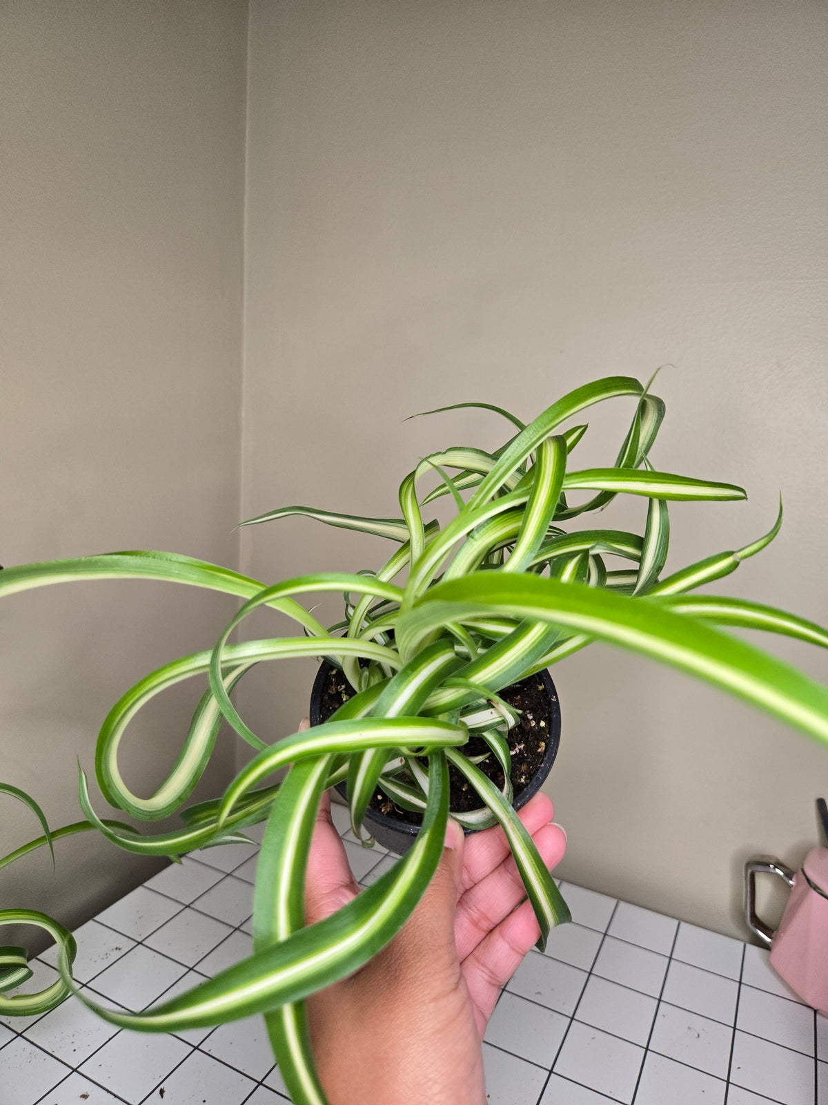 4" Spider Curly