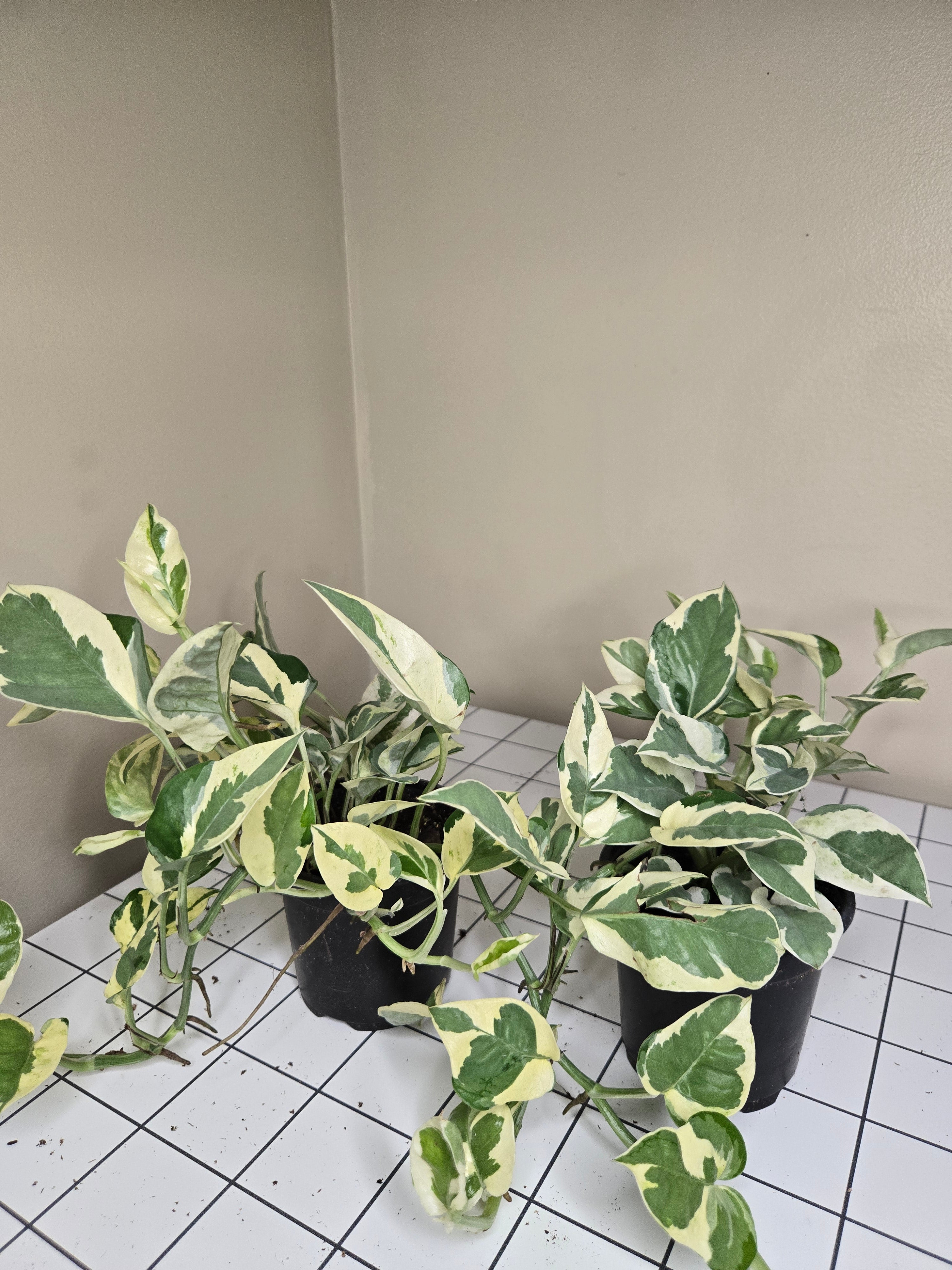 4" Pothos Pearl and Jade