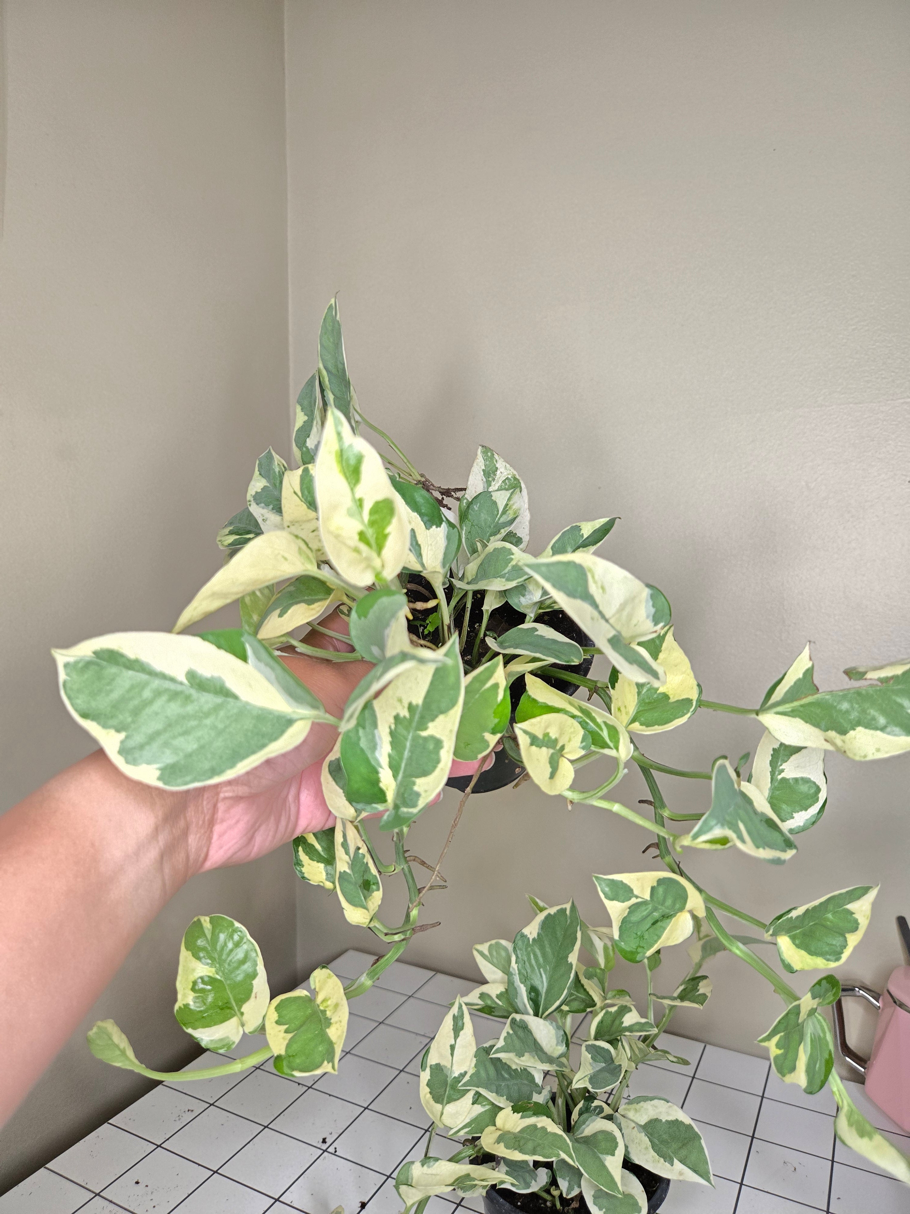 4" Pothos Pearl and Jade