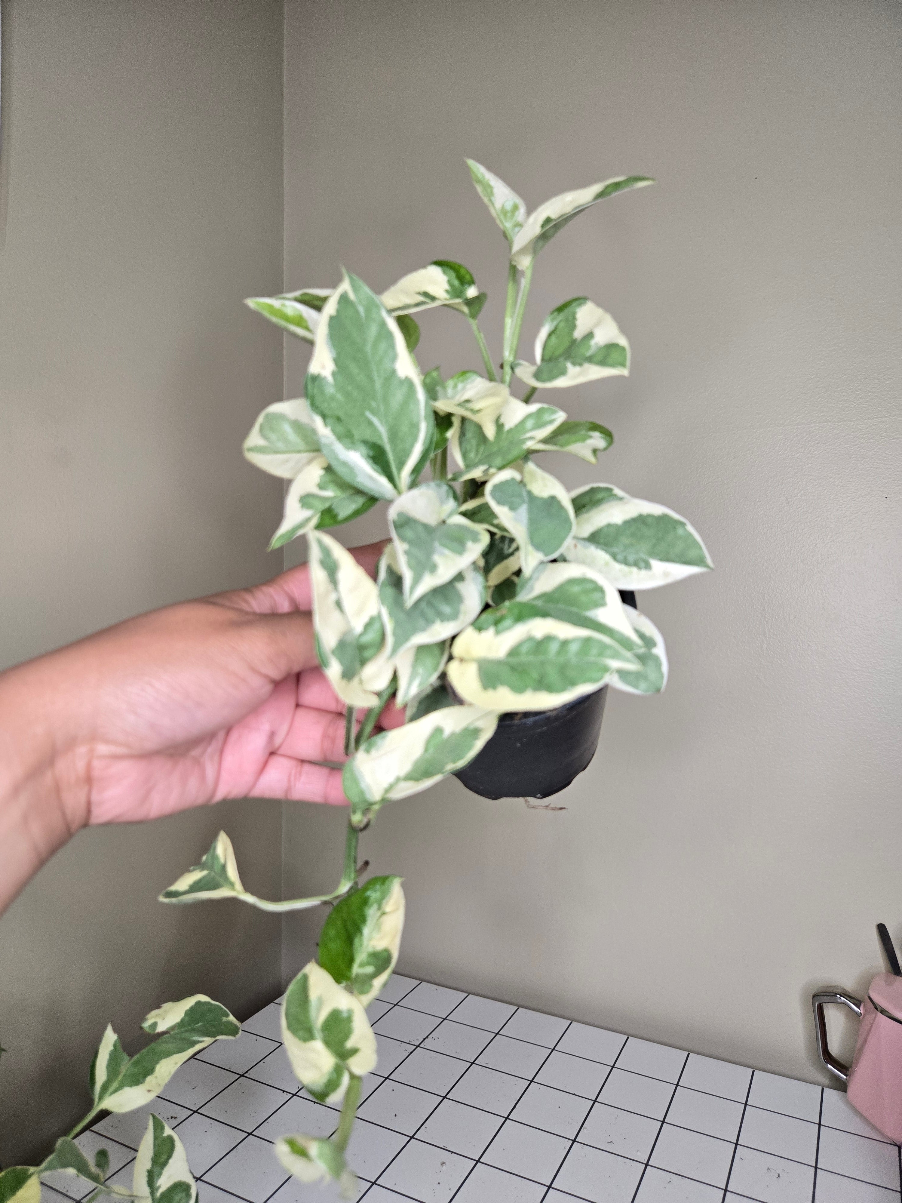 4" Pothos Pearl and Jade