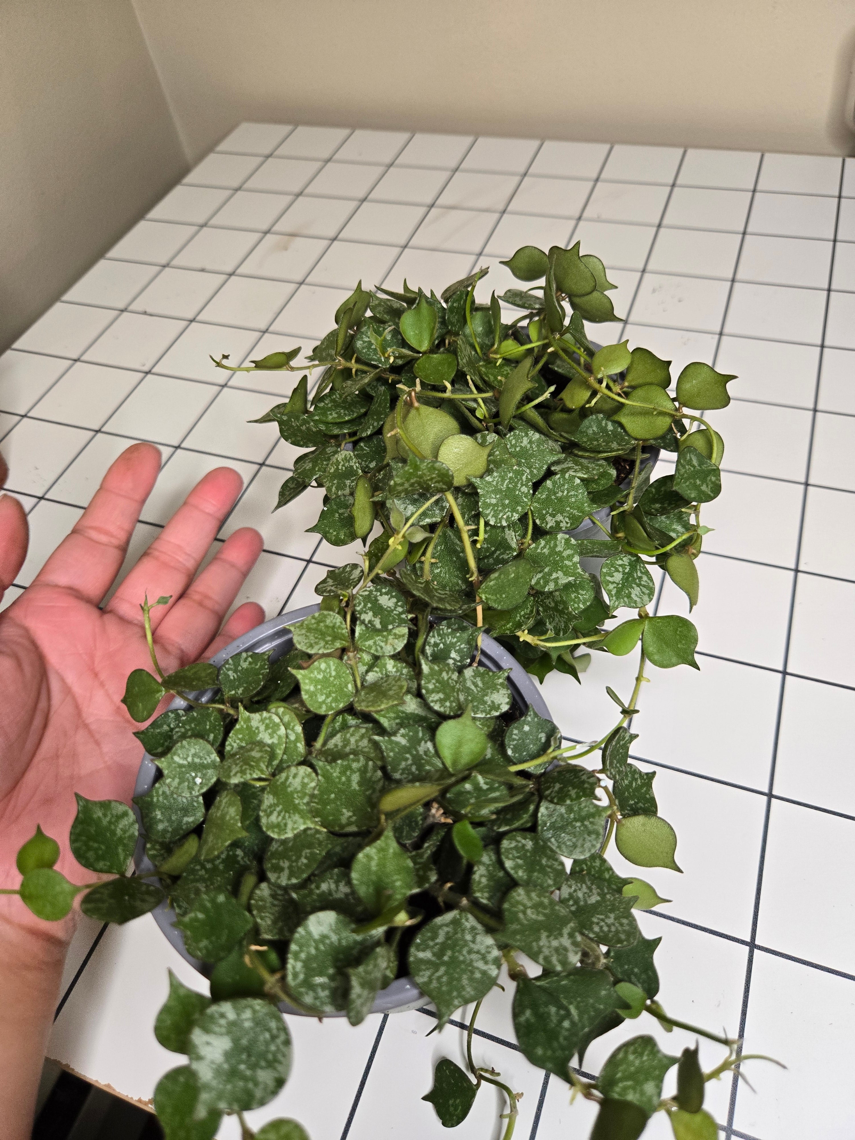 4" Hoya Curtisii