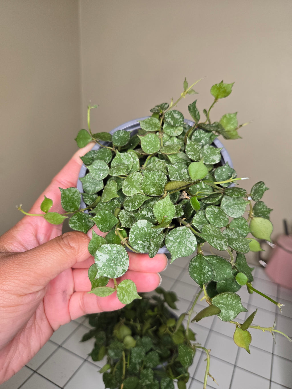4" Hoya Curtisii