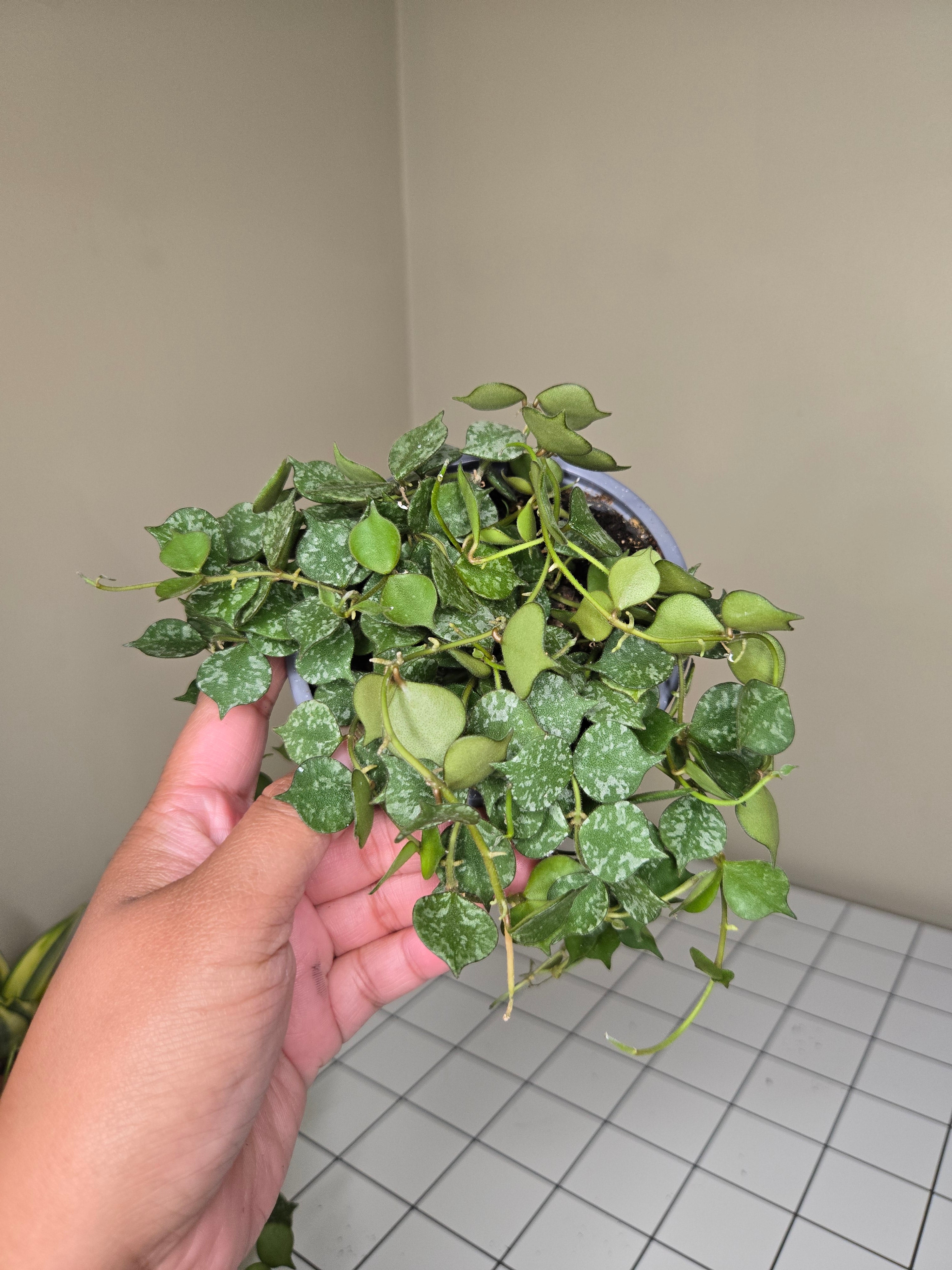 4" Hoya Curtisii