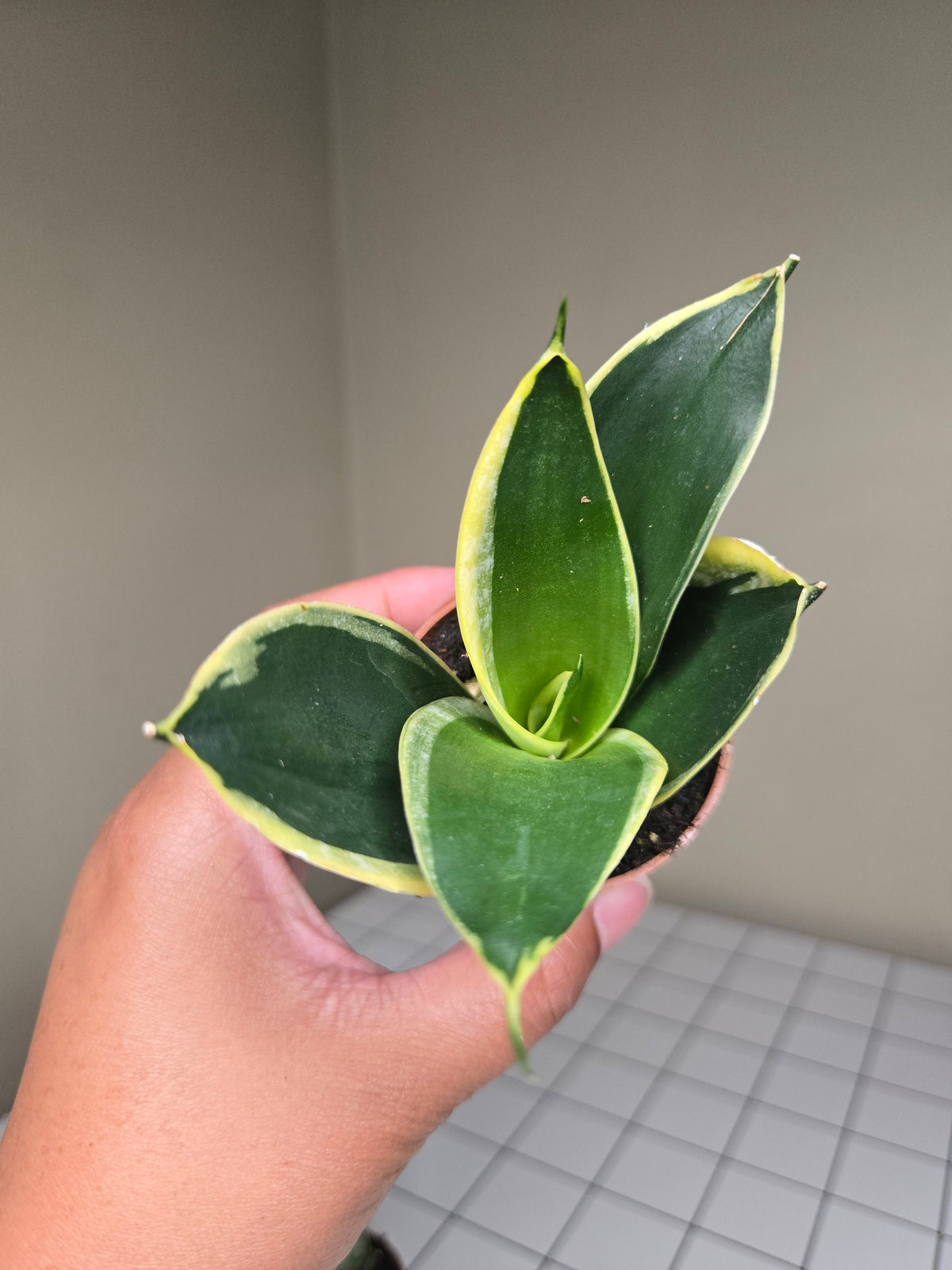 2" Sansevieria (Assorted)