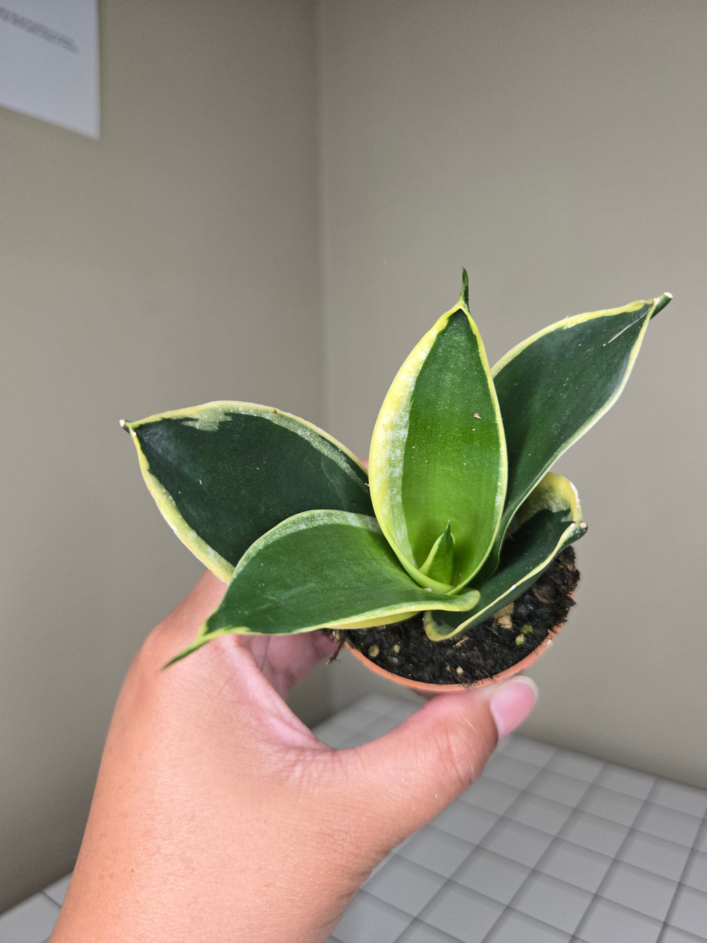 2" Sansevieria (Assorted)
