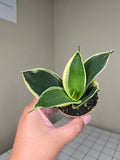 2" Sansevieria (Assorted)