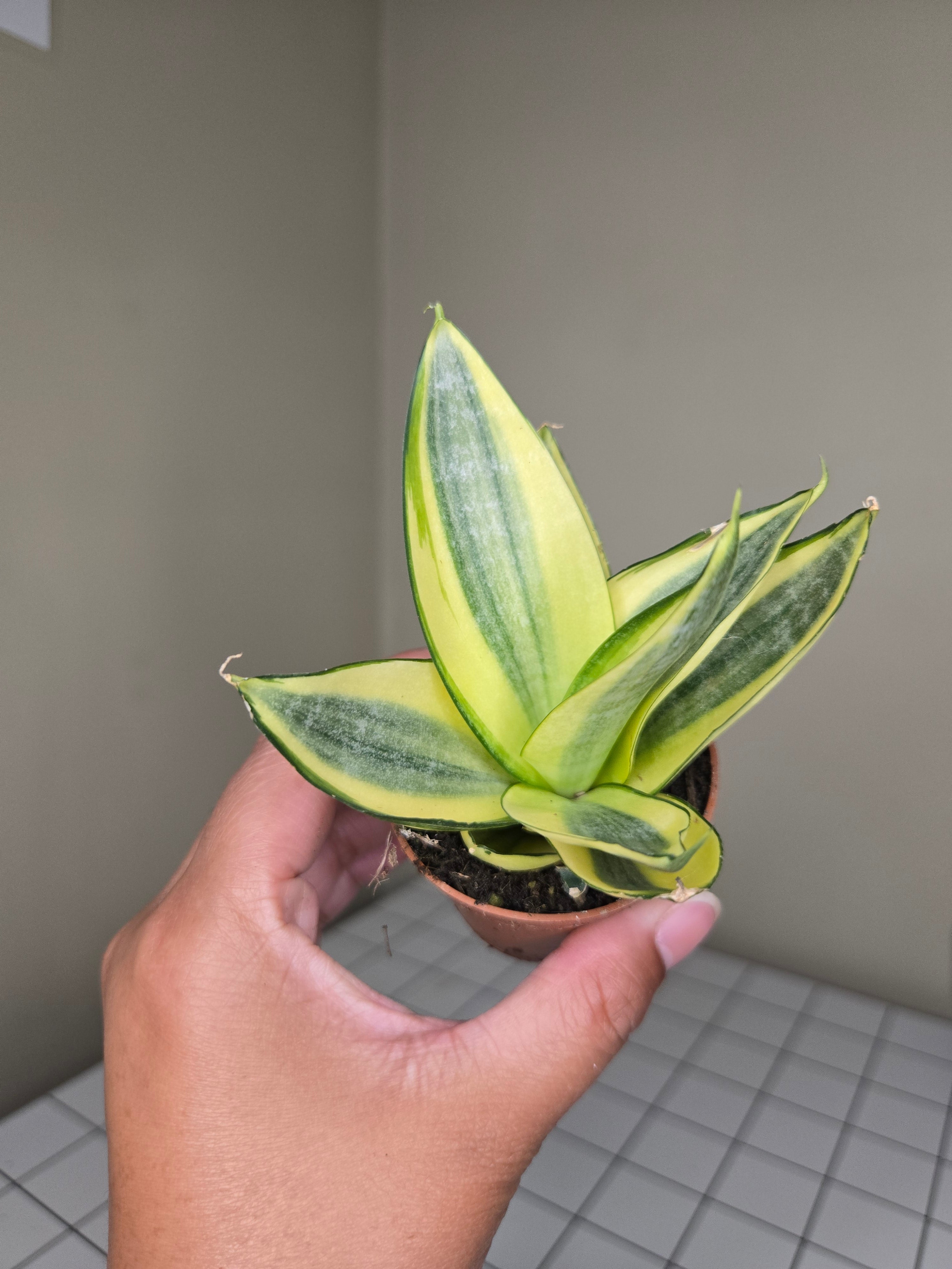 2" Sansevieria (Assorted)