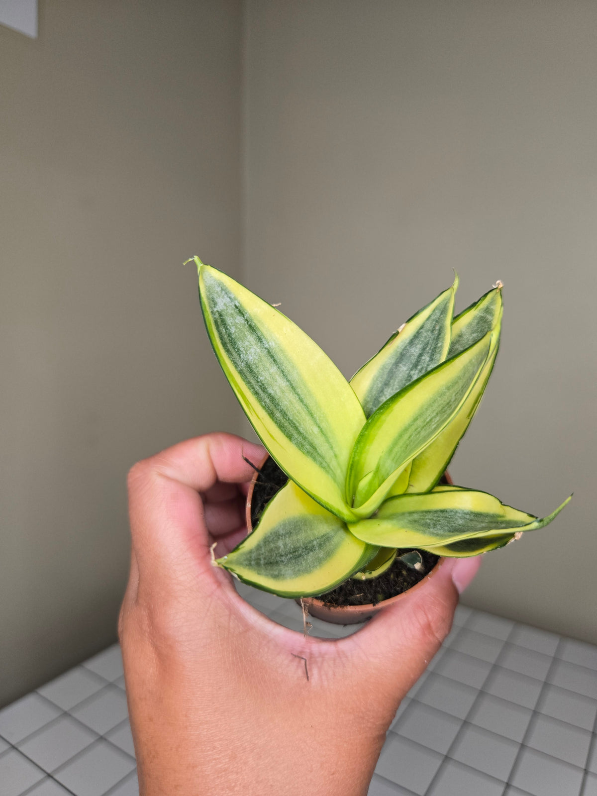2" Sansevieria (Assorted)