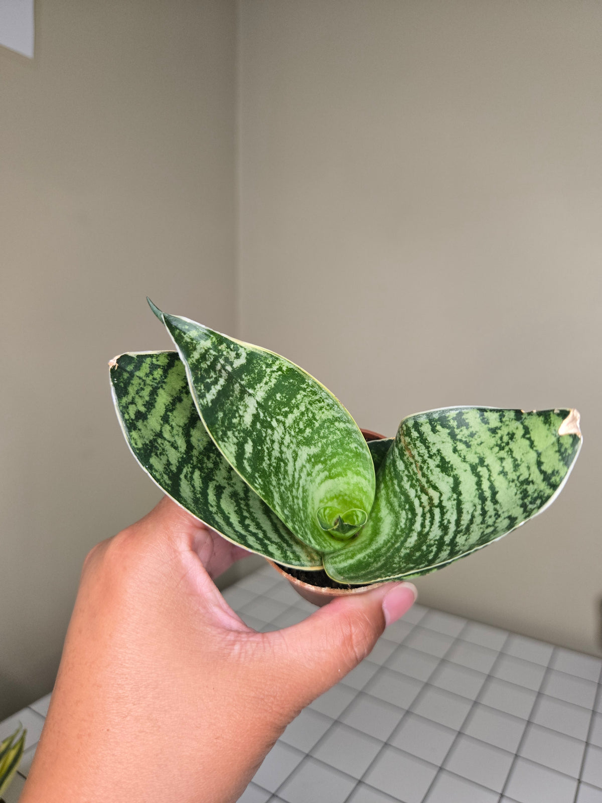 2" Sansevieria (Assorted)