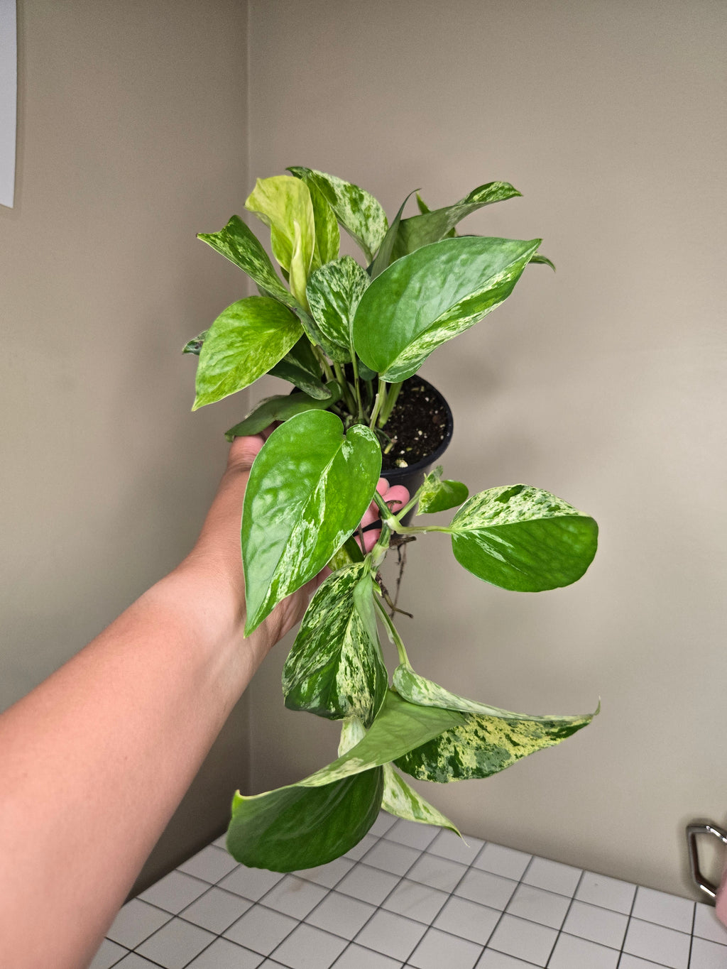 4" Pothos Assorted