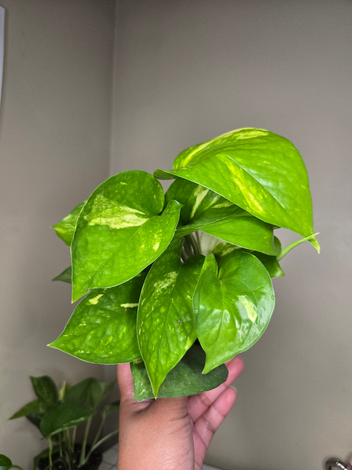 4" Pothos Assorted