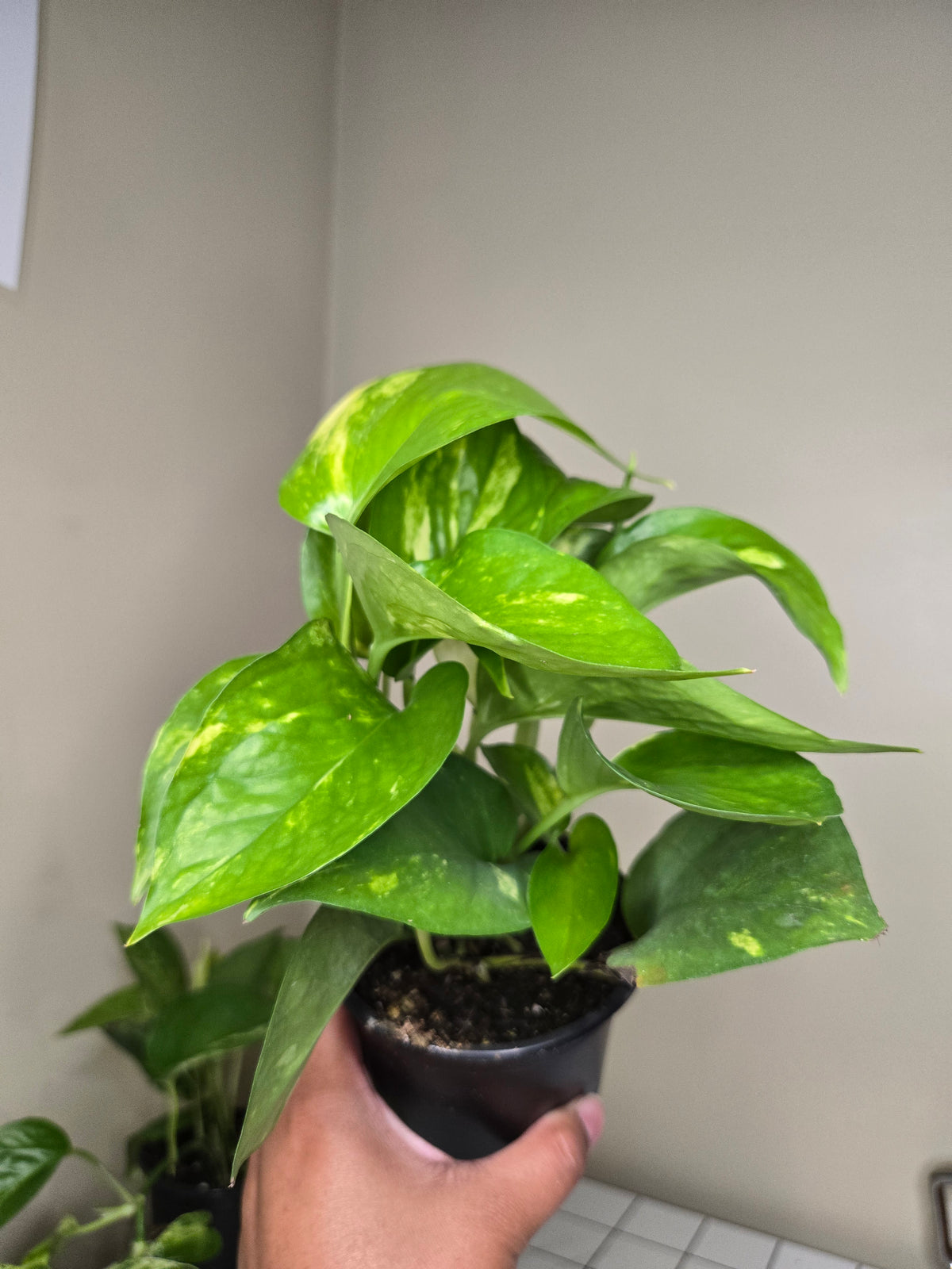 4" Pothos Assorted