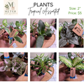 2" Potted Plants Sale (any 5 for $10)