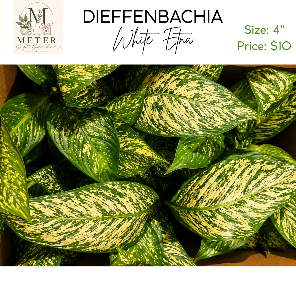 4"   Dieffenbachia White Etna